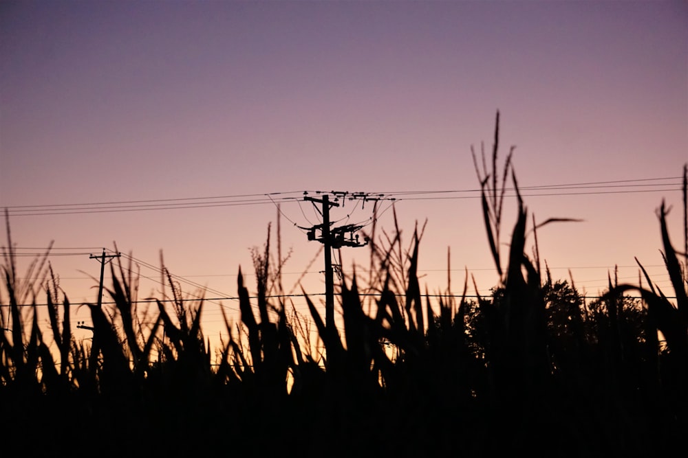 a telephone pole in the middle of a field