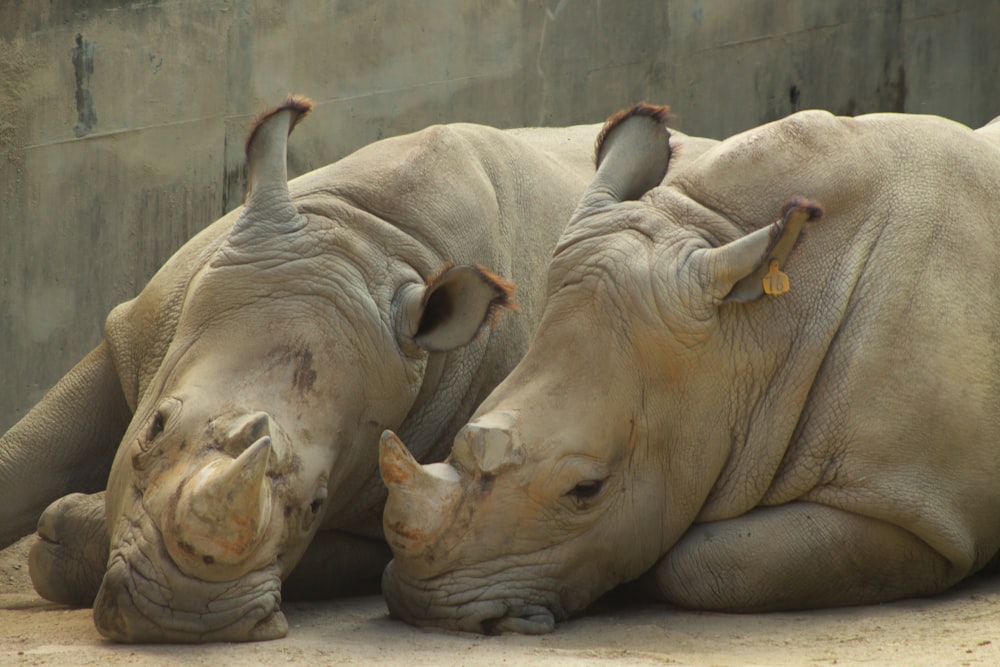 Una coppia di rinoceronti che giacciono uno accanto all'altro