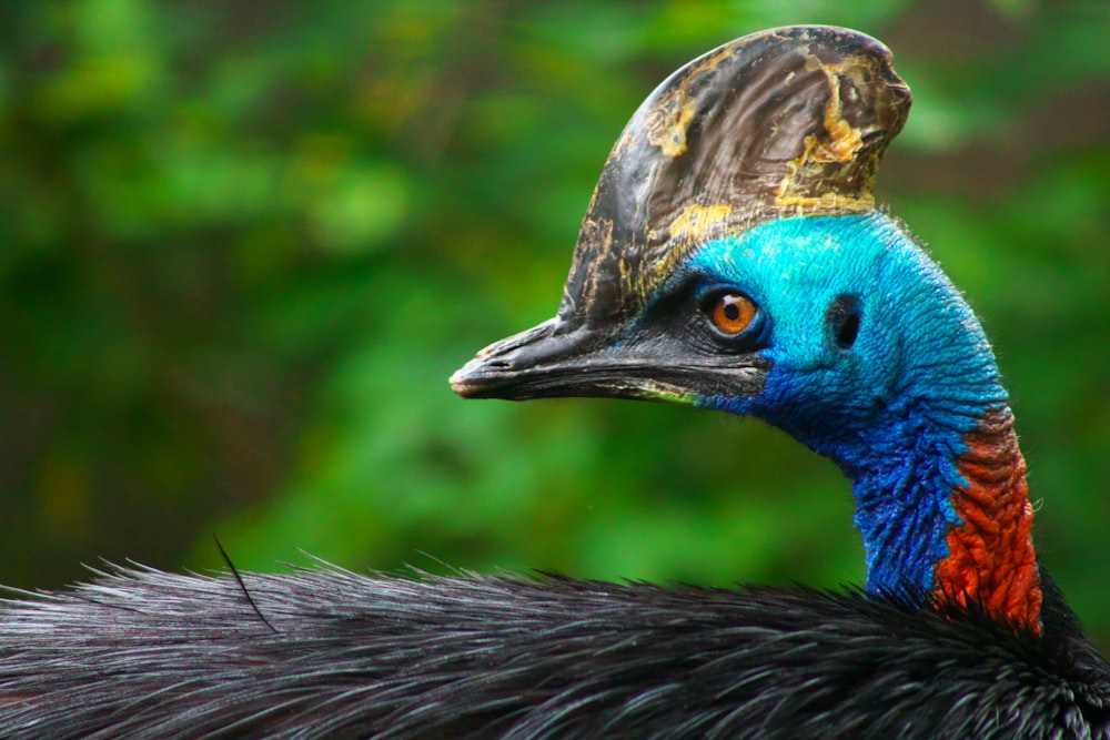 Un primo piano di un uccello con una testa molto colorata