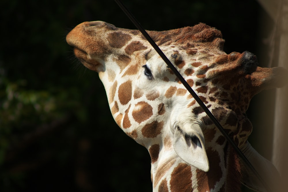 a close up of a giraffe's head with trees in the background