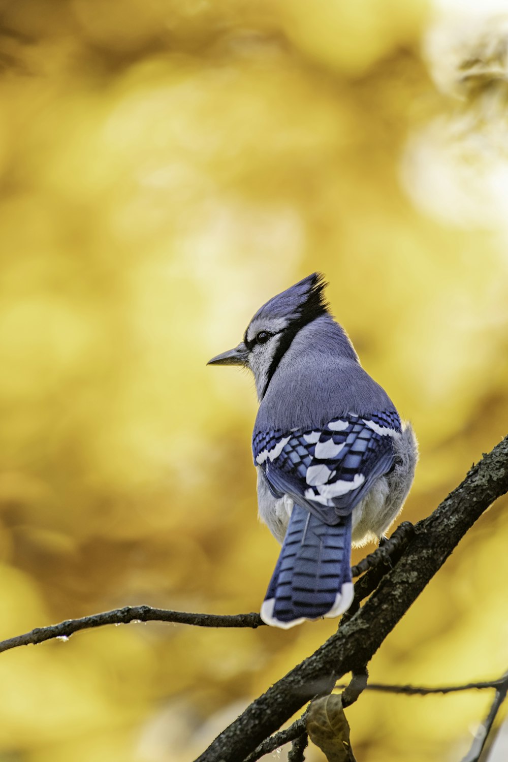 Ein kleiner blauer Vogel sitzt auf einem Ast