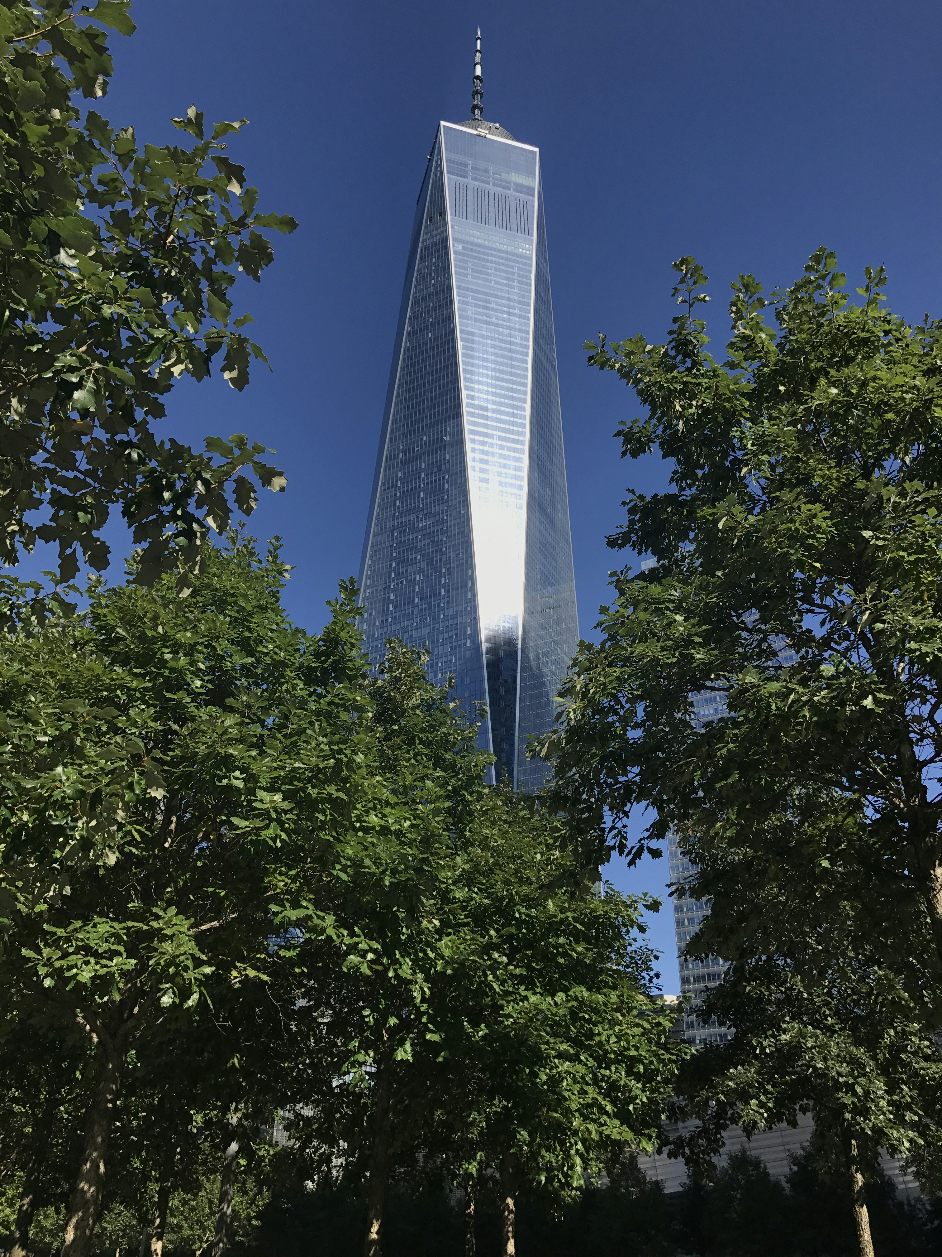 a tall skyscraper towering over a forest of trees