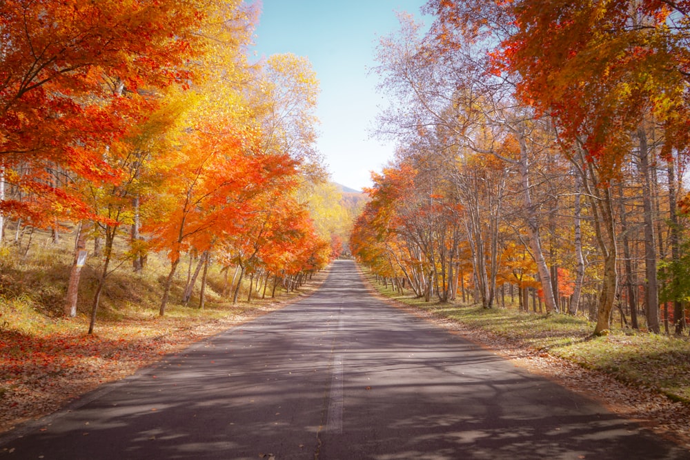 a road surrounded by trees with orange and yellow leaves