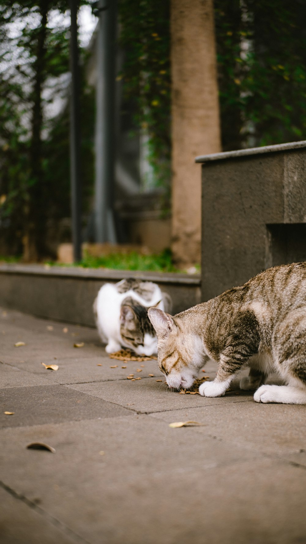 a couple of cats that are sitting on the ground