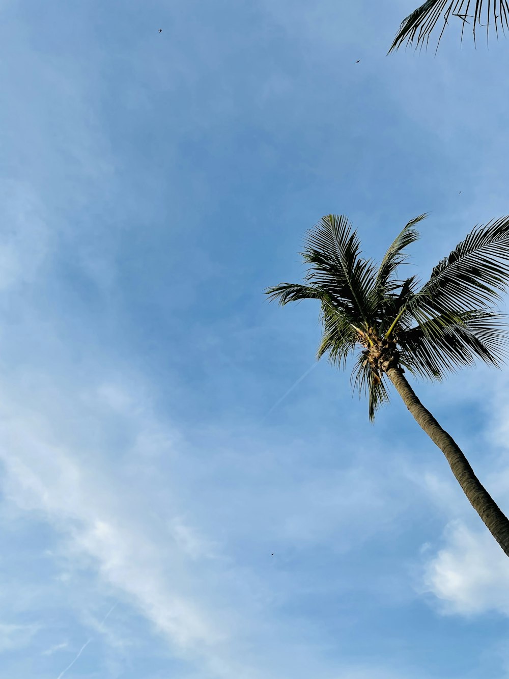 a palm tree with a blue sky in the background