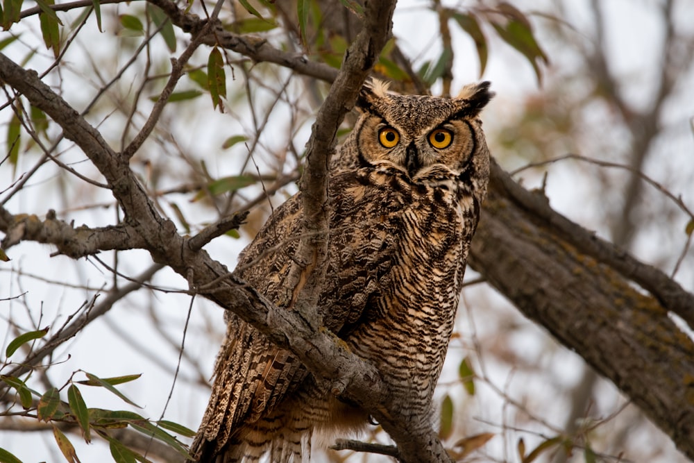 an owl is perched on a tree branch