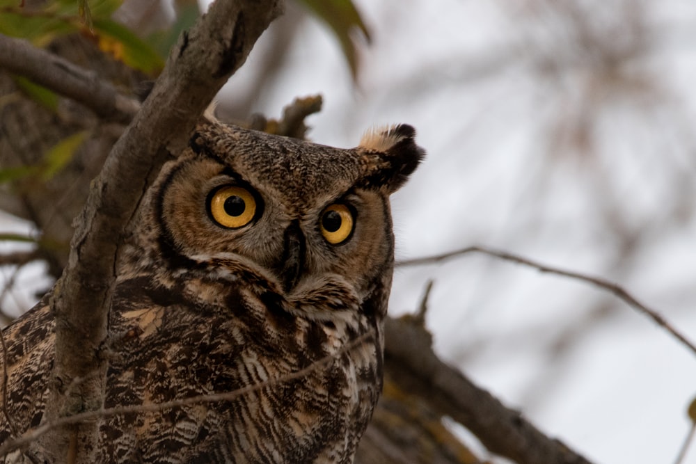 an owl is sitting on a tree branch