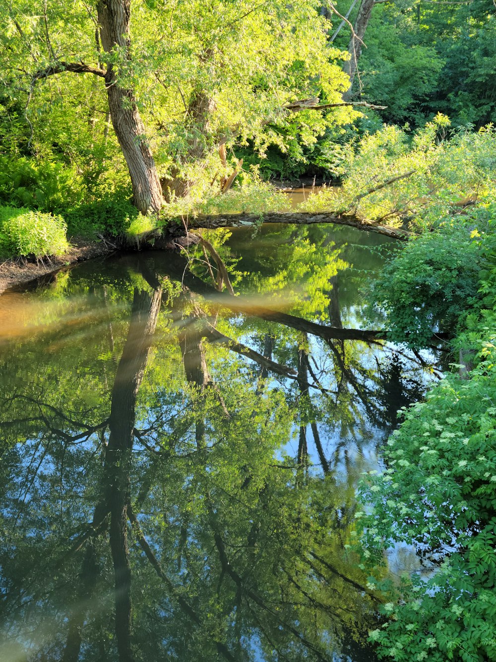 a river surrounded by lush green trees in a forest
