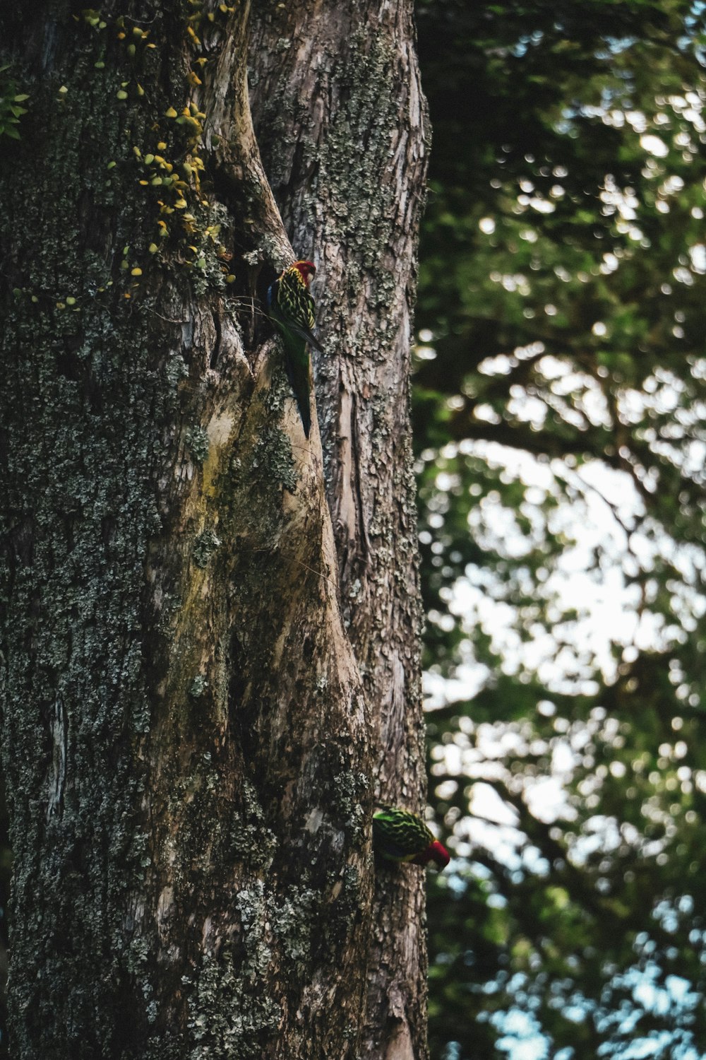 a close up of the bark of a tree