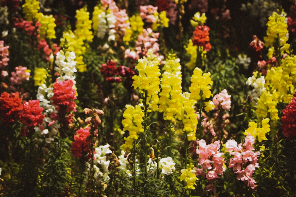 a bunch of flowers that are in the grass