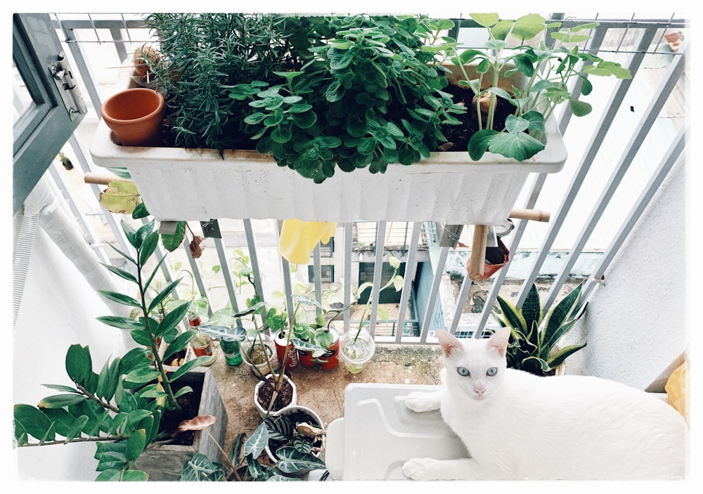a white cat sitting in a window sill filled with potted plants
