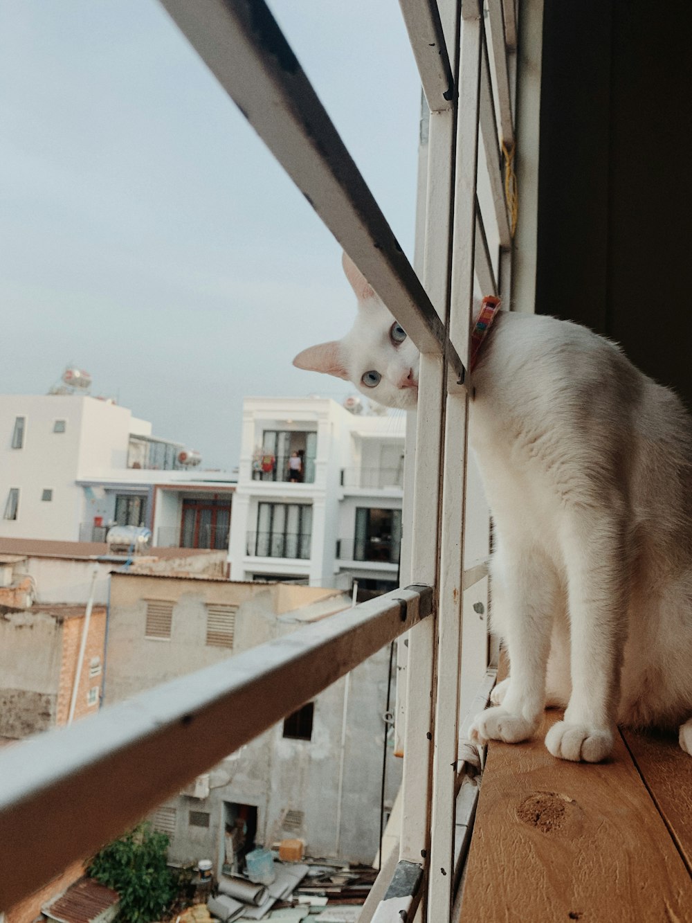 a white cat sitting on top of a window sill