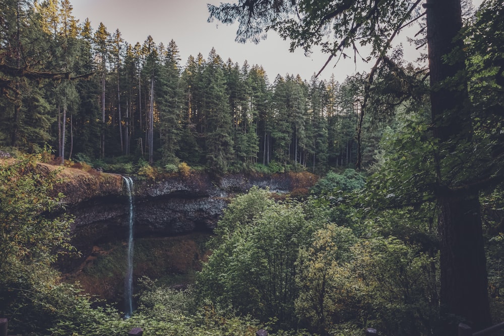 a waterfall in the middle of a forest