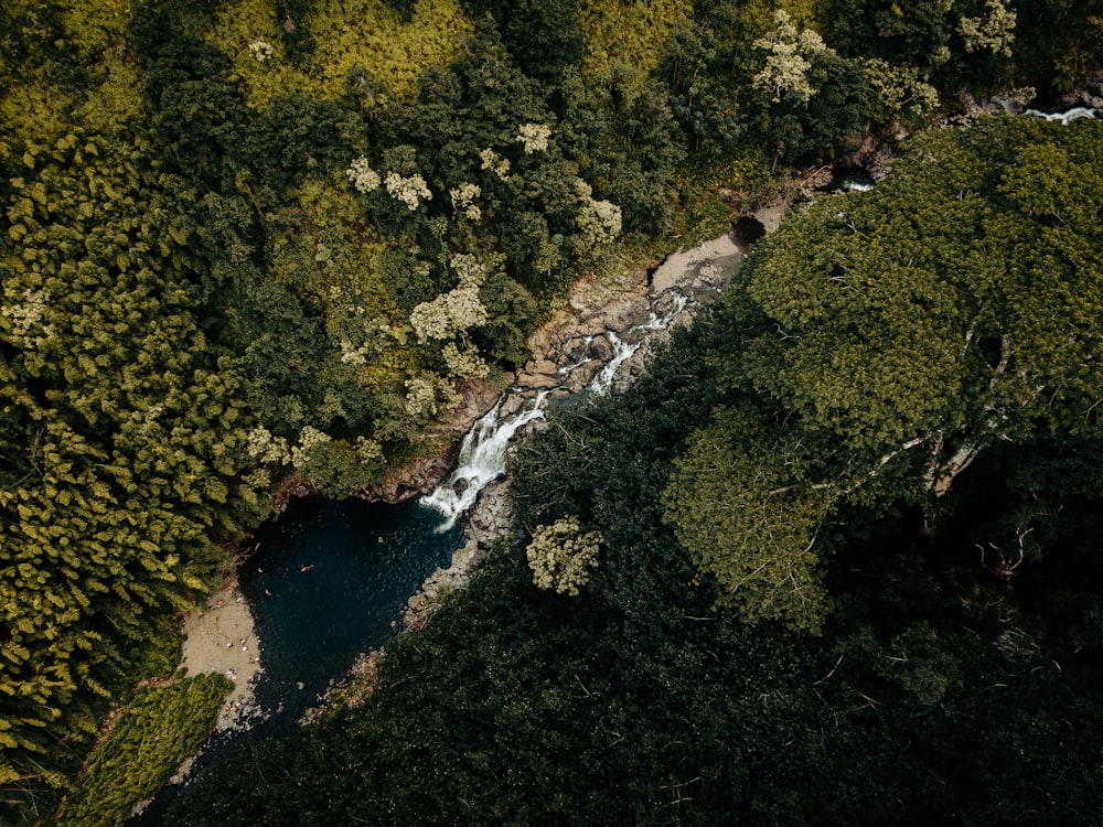 a river running through a lush green forest