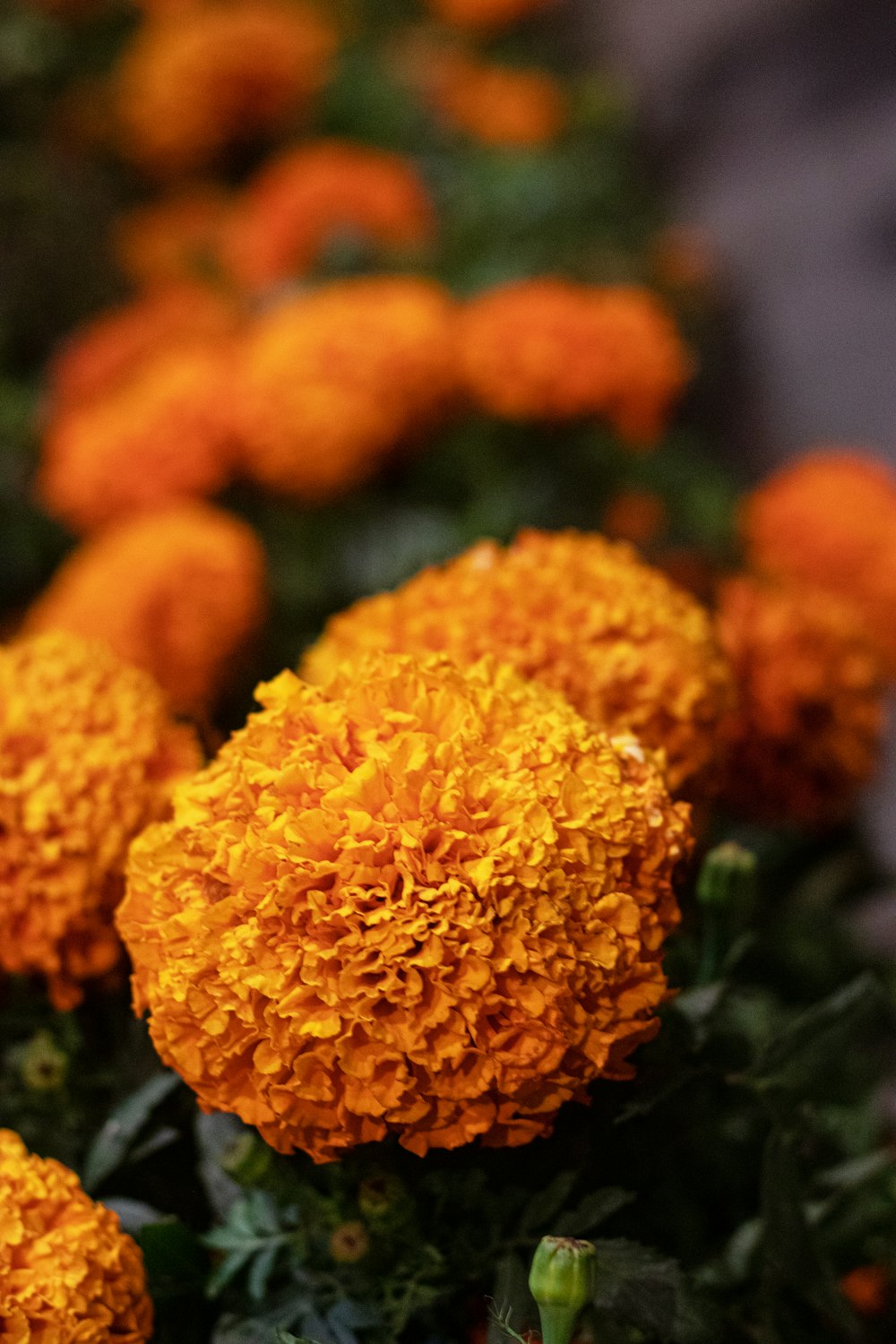 Un ramo de flores naranjas que están en una fila