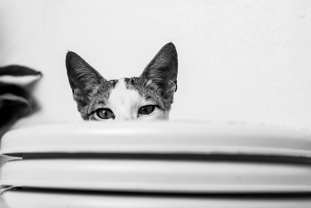 a black and white photo of a cat peeking over a stack of plates