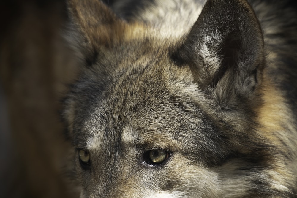 Nahaufnahme eines Wolfsgesichts mit verschwommenem Hintergrund