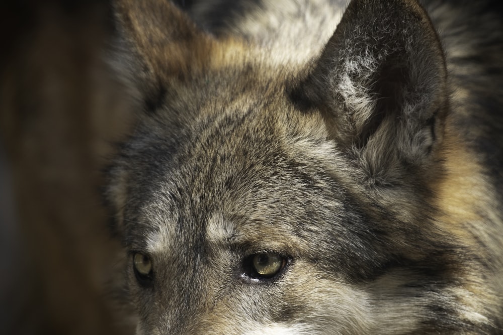 a close up of a wolf's face with a blurry background