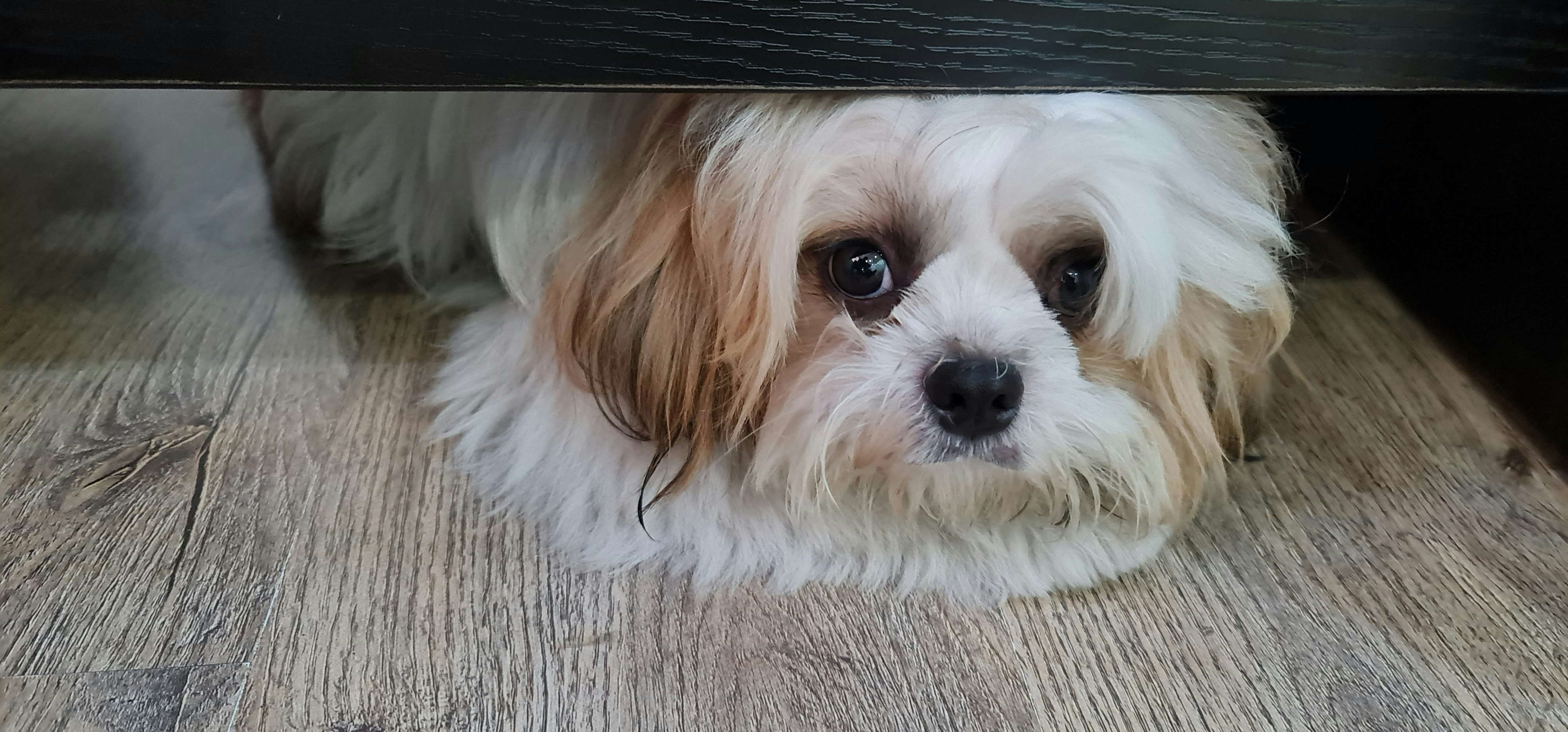 Innocent dog is hiding himself. 