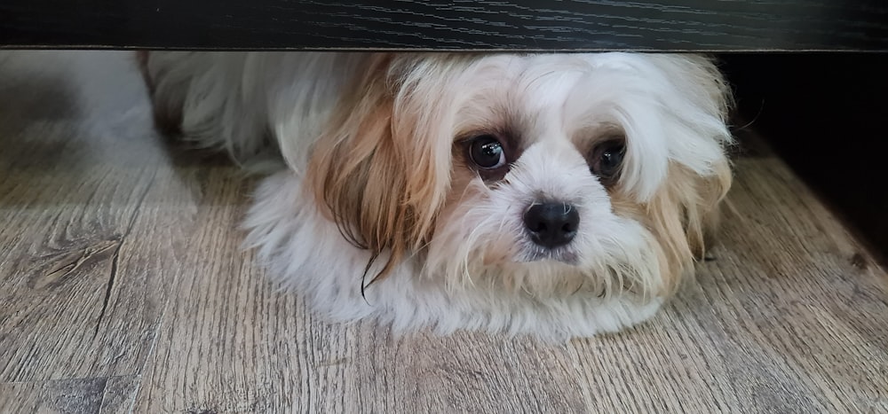 a white and brown dog laying under a table