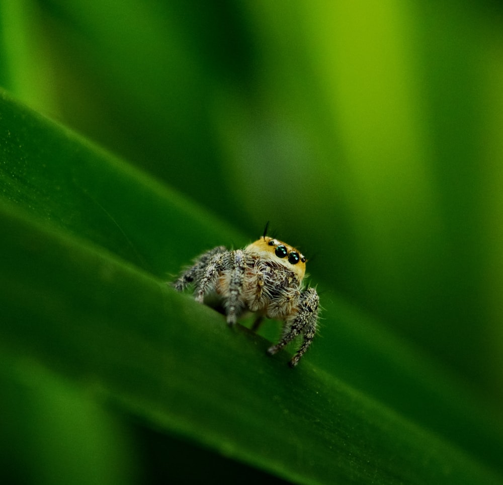 a small spider sitting on top of a green leaf