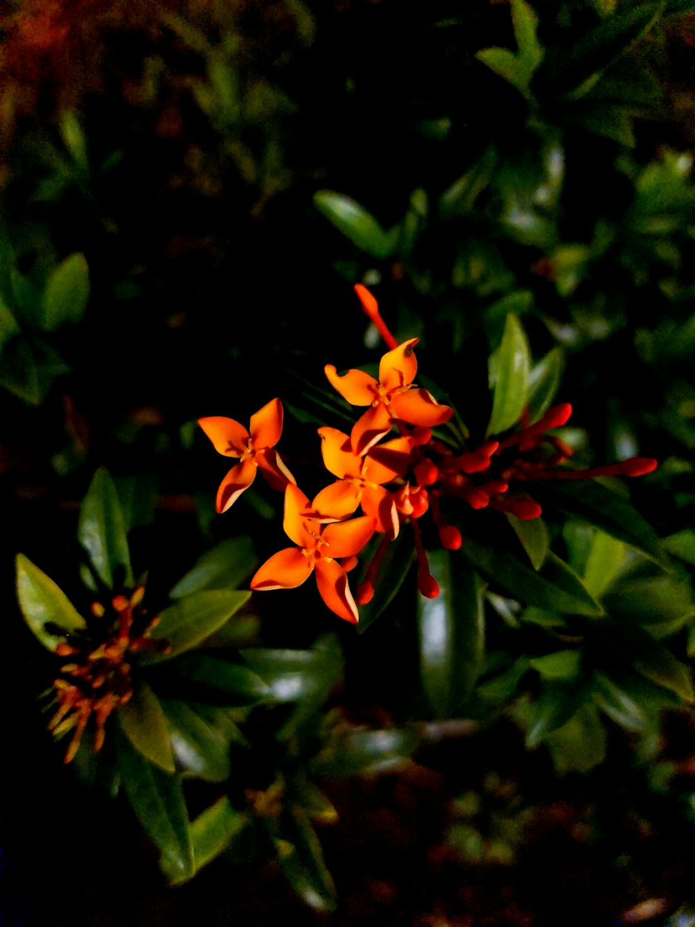 a close up of an orange flower on a plant