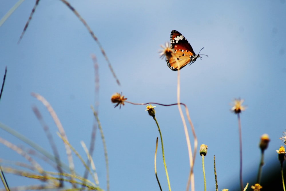 a butterfly sitting on top of a flower