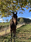 a horse standing under a tree in a field