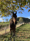 a horse standing under a tree in a field