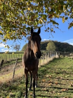 a horse standing under a tree in a field