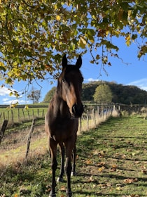 a horse standing under a tree in a field