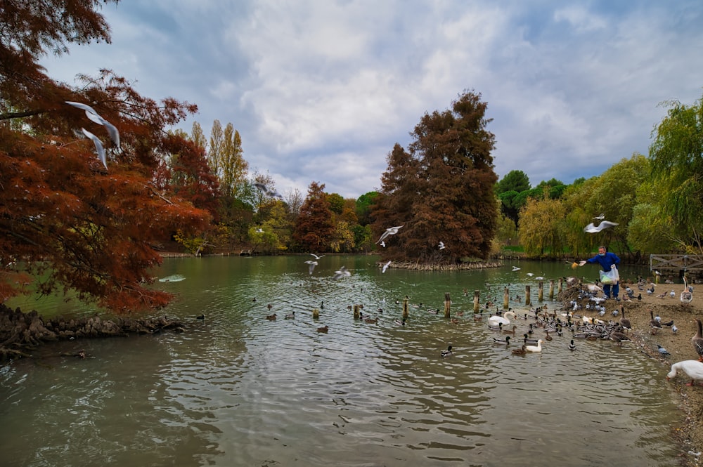 a flock of birds standing on top of a lake