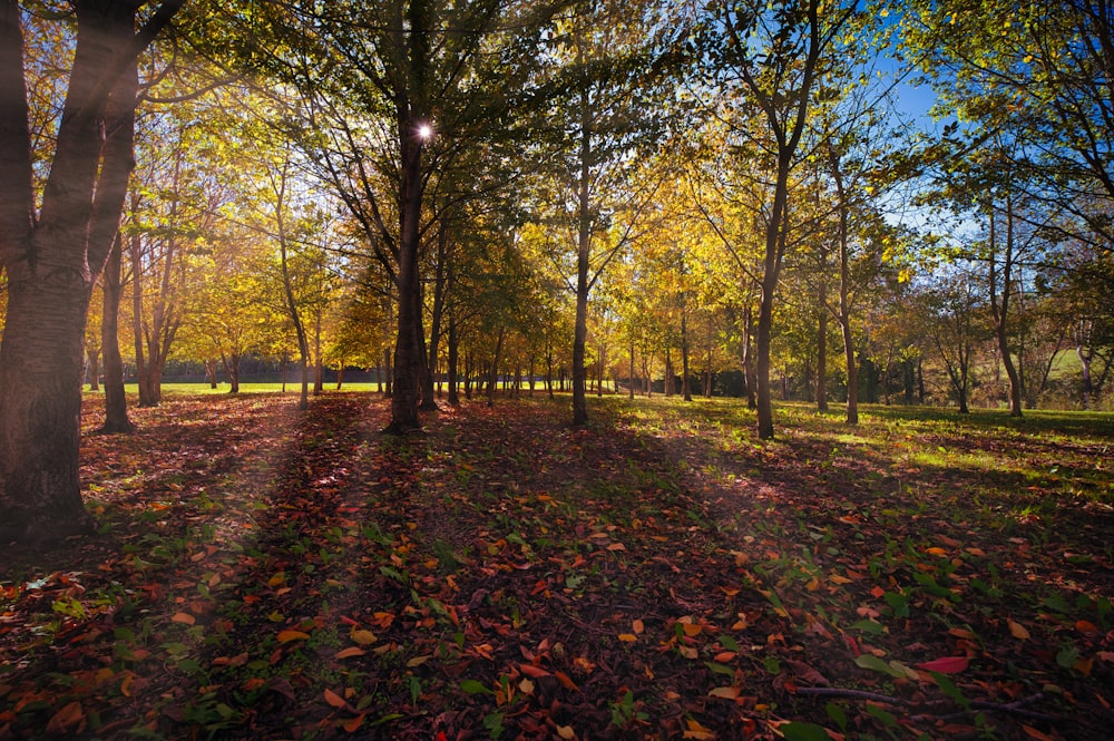 the sun is shining through the trees in the park