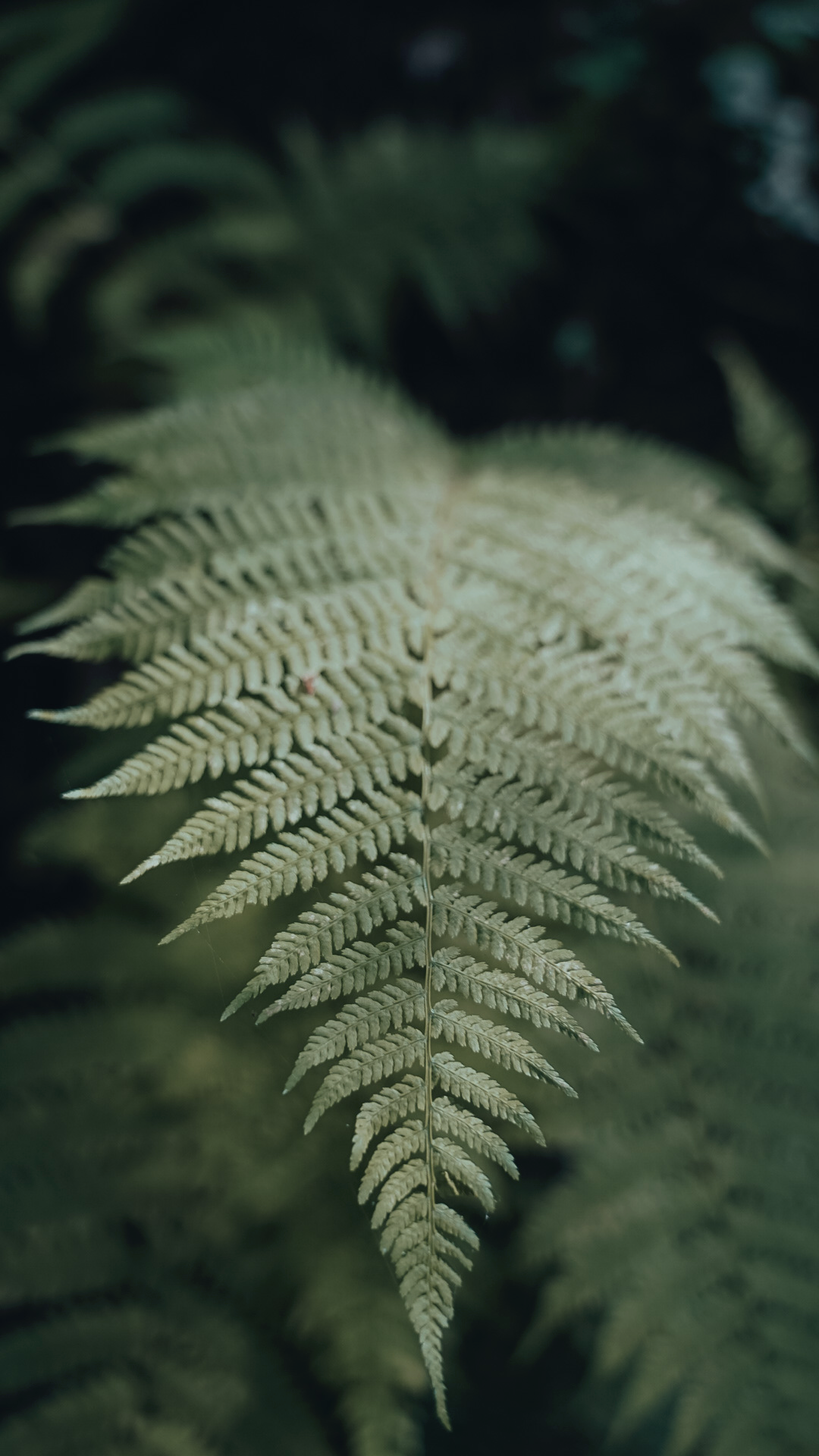 Photo by davidemanzini_