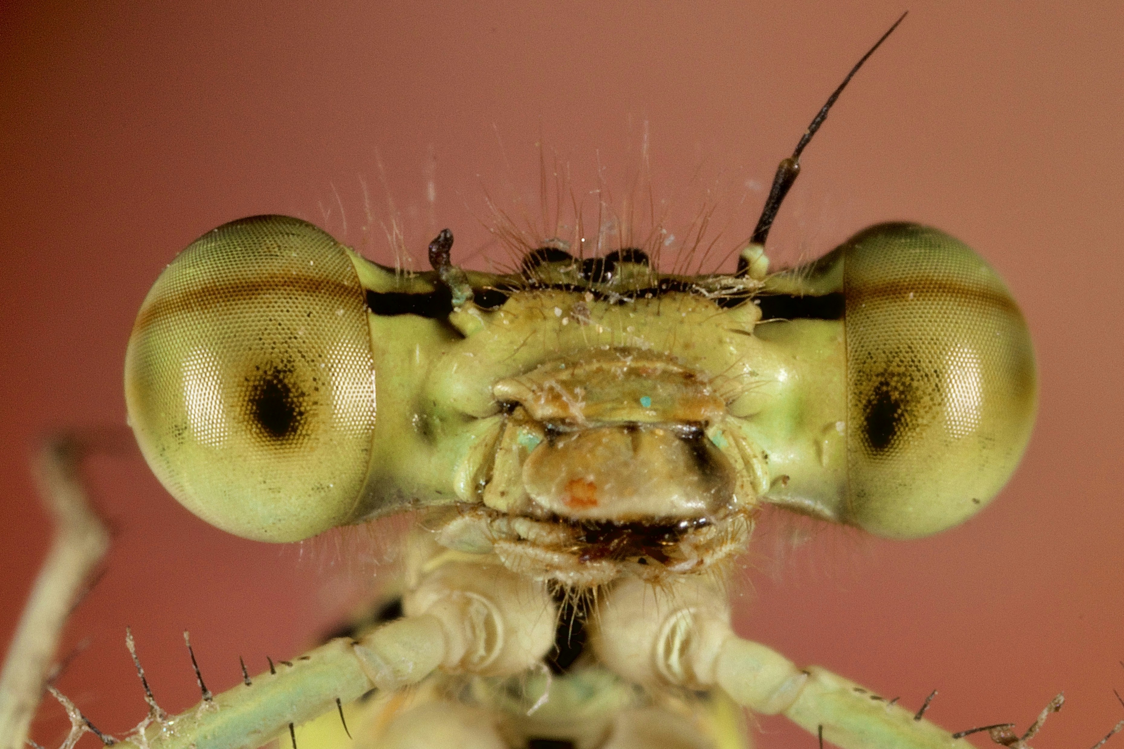 „Kleszcze-giganty" Hyalomma w Polsce – naukowcy UW alarmują