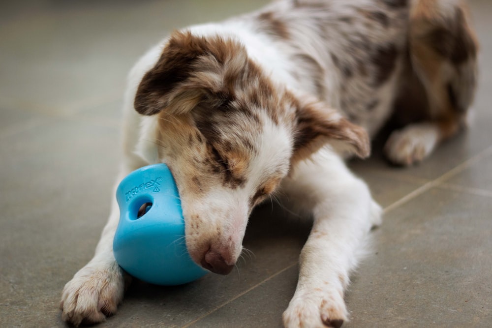 a brown and white dog chewing on a blue toy