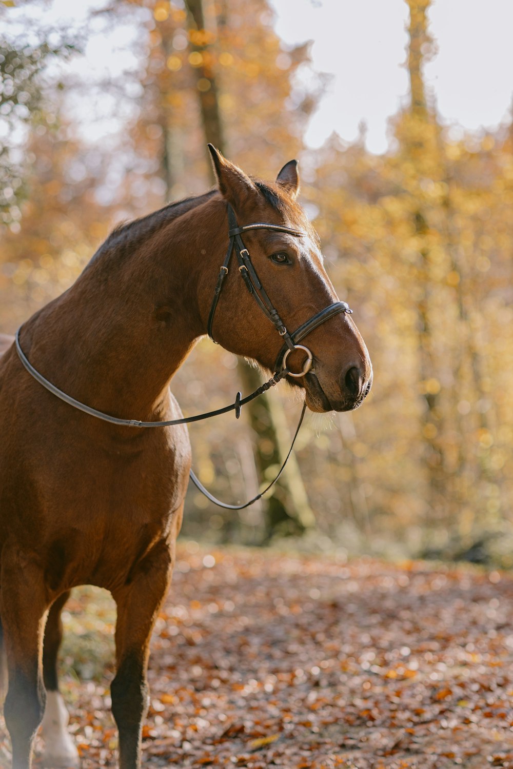 a brown horse standing on top of a leaf covered forest