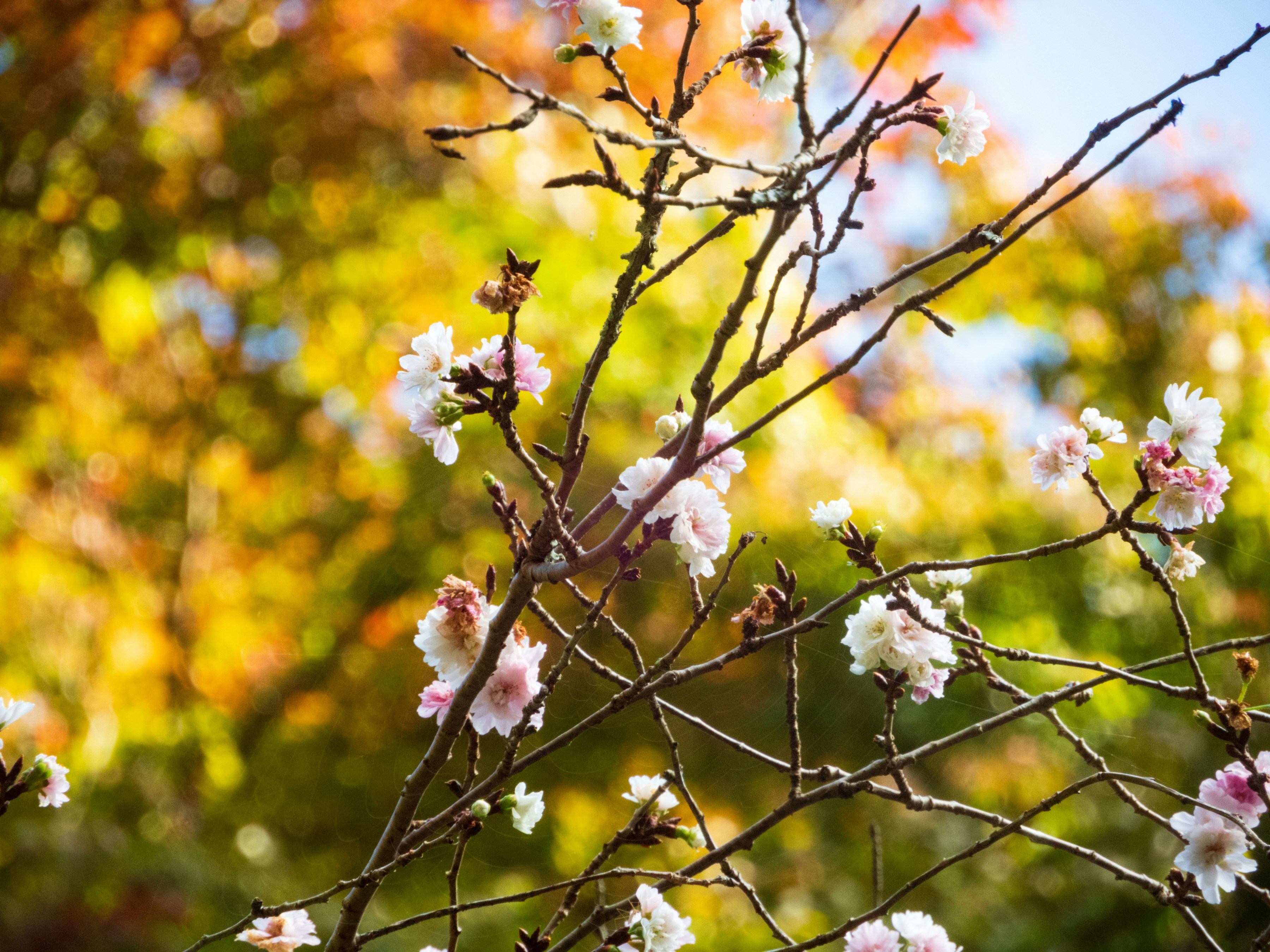 Photo by heppoko_yama