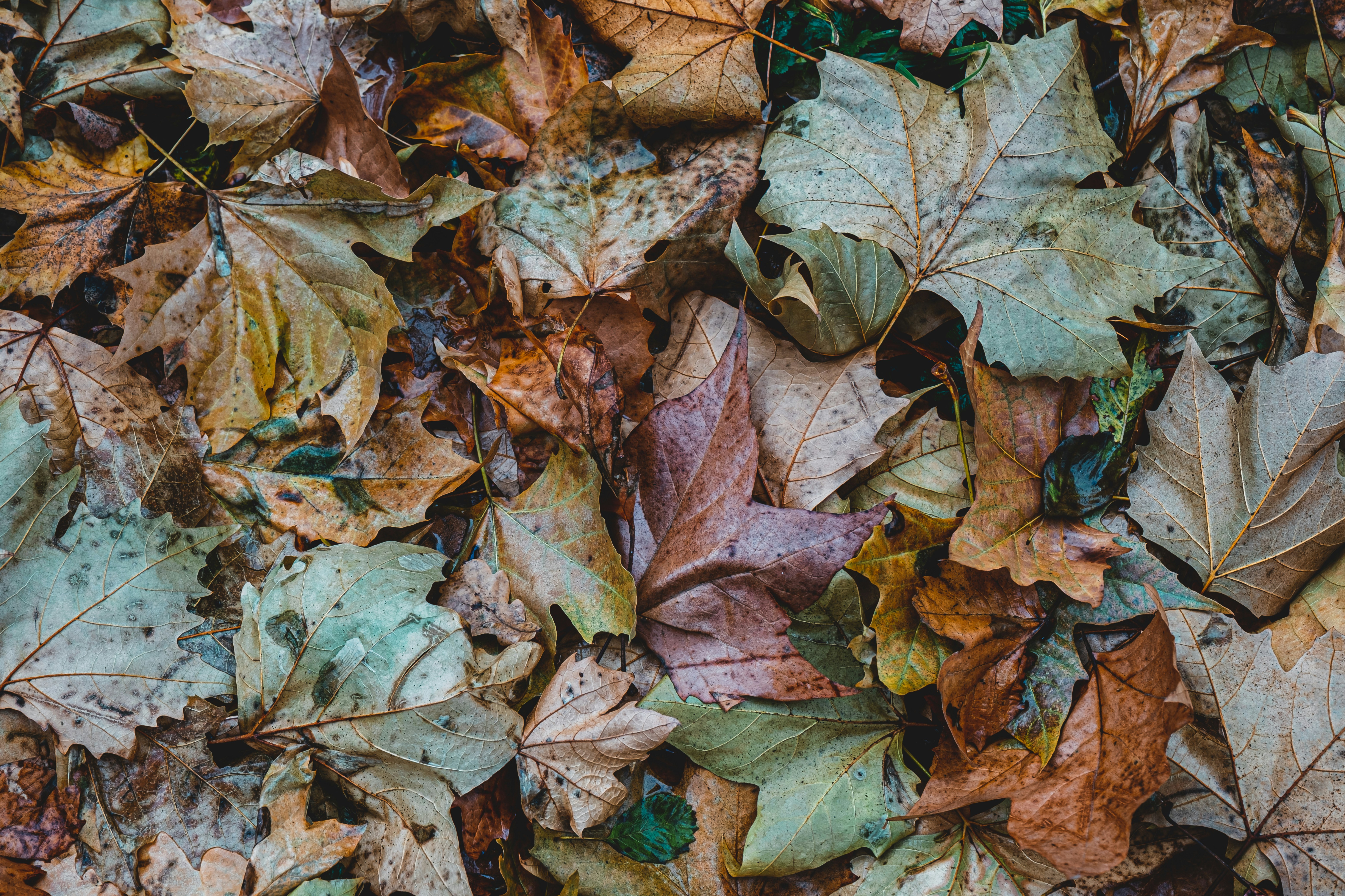 Photo by roberto_sorin