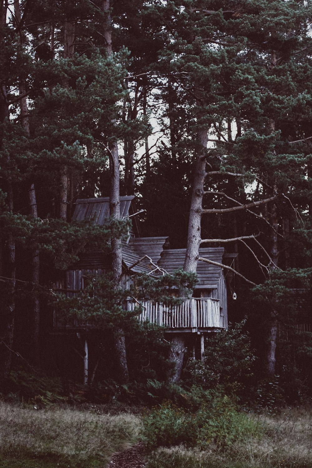 Una casa en el árbol en medio de un bosque