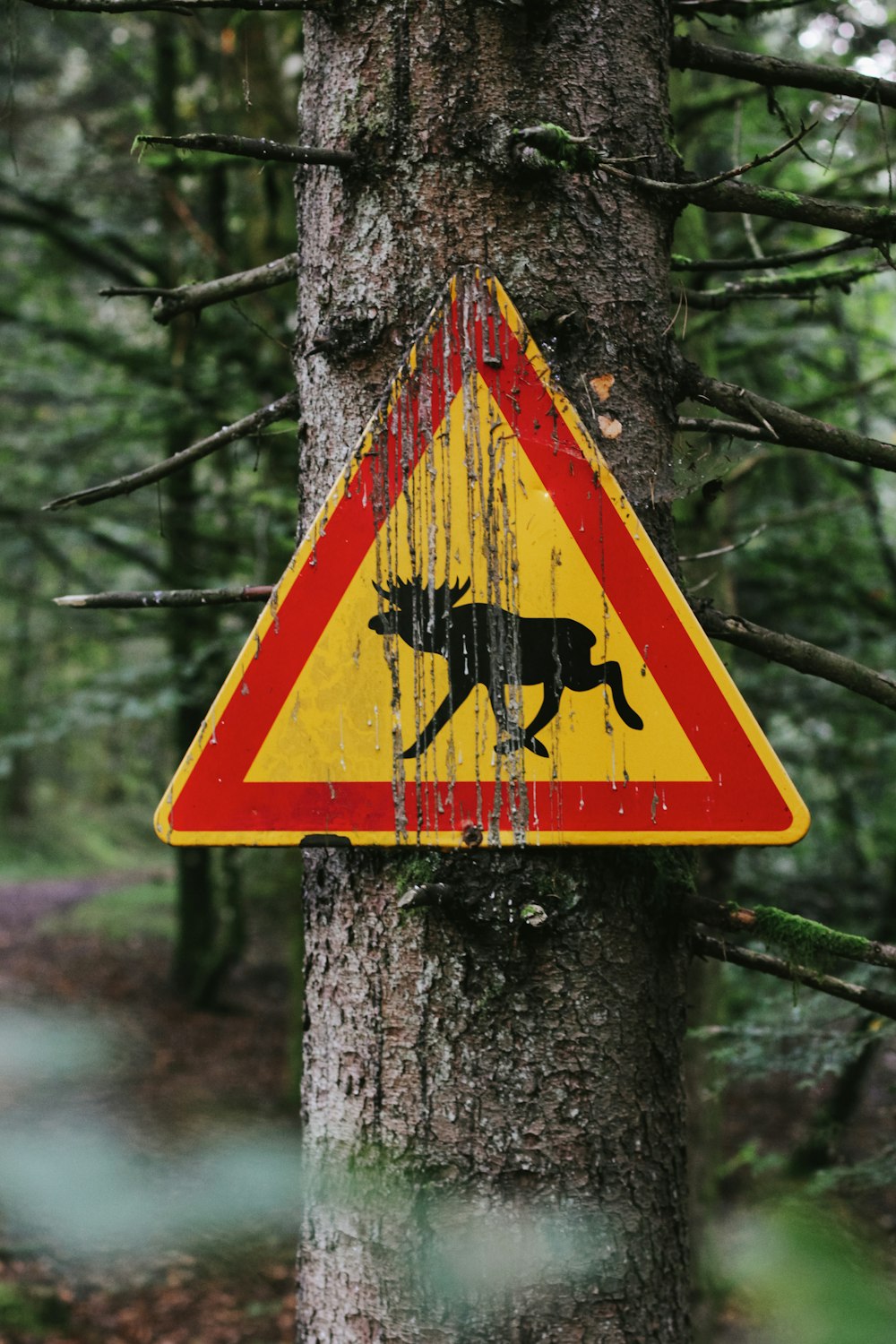 um sinal de alerta em uma árvore em uma floresta
