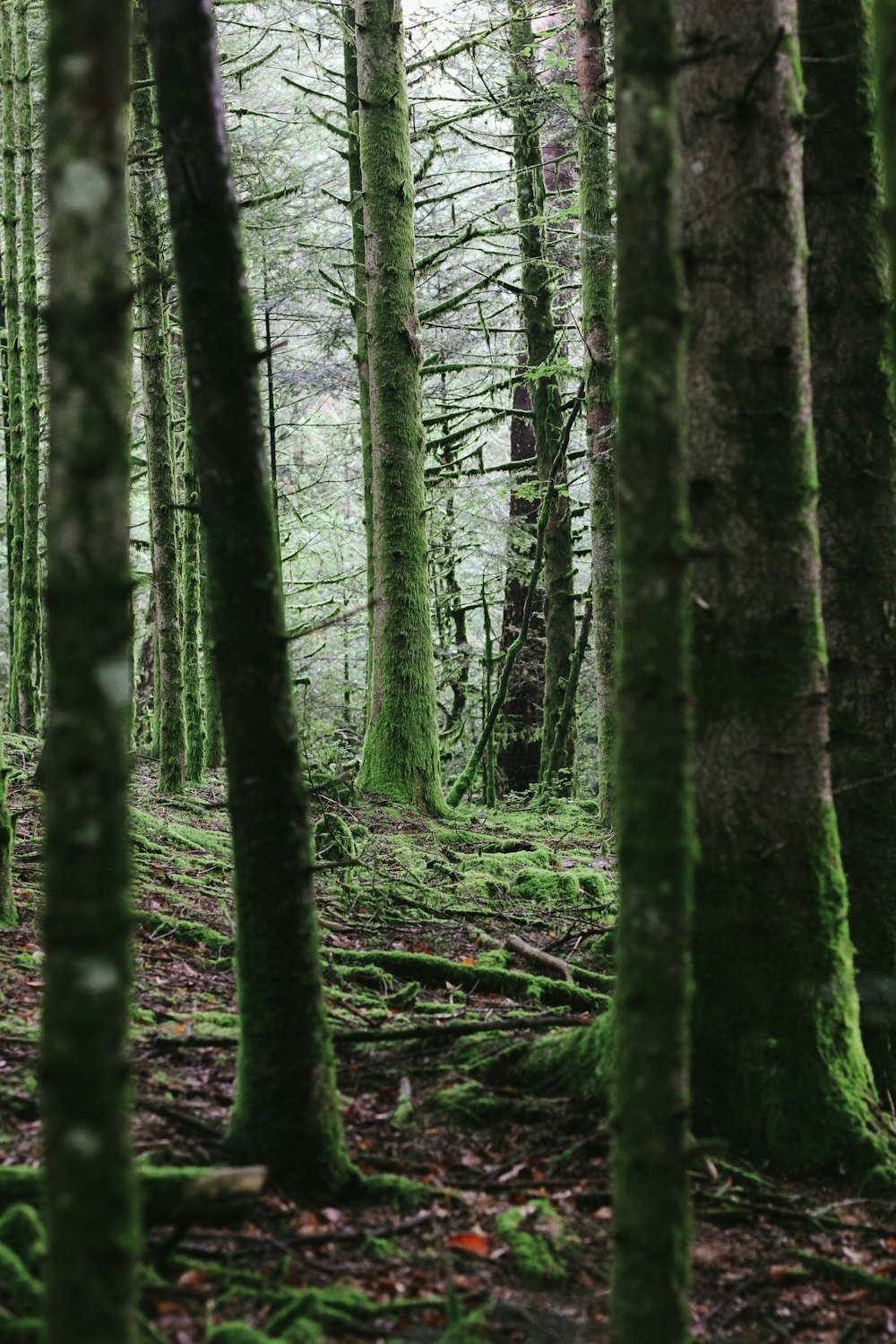 a forest filled with lots of green trees