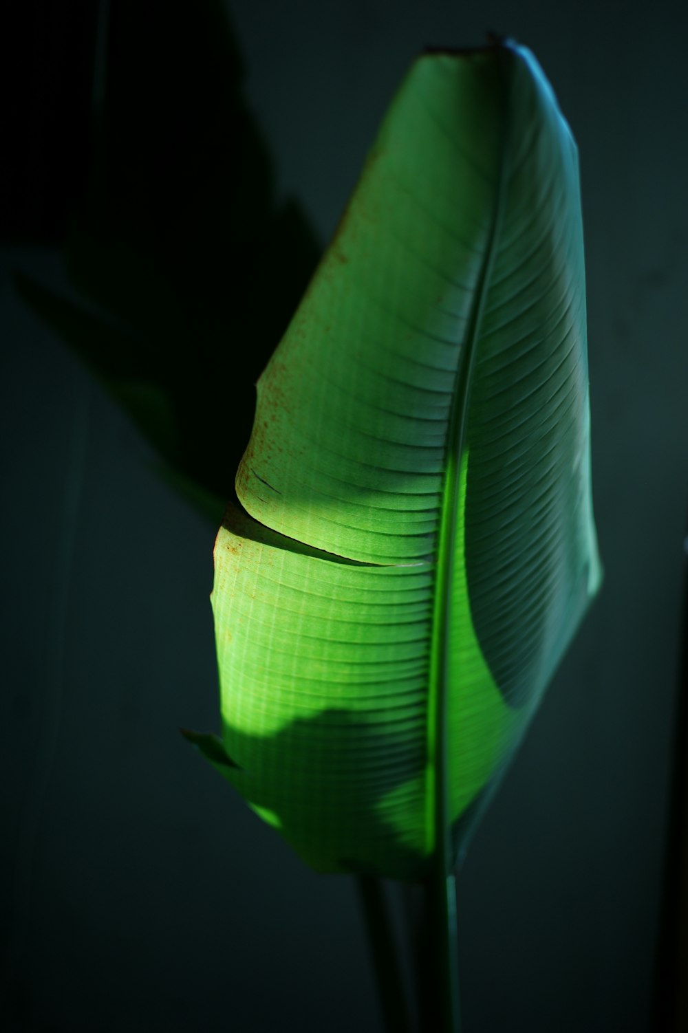 a close up of a green leaf in a dark room