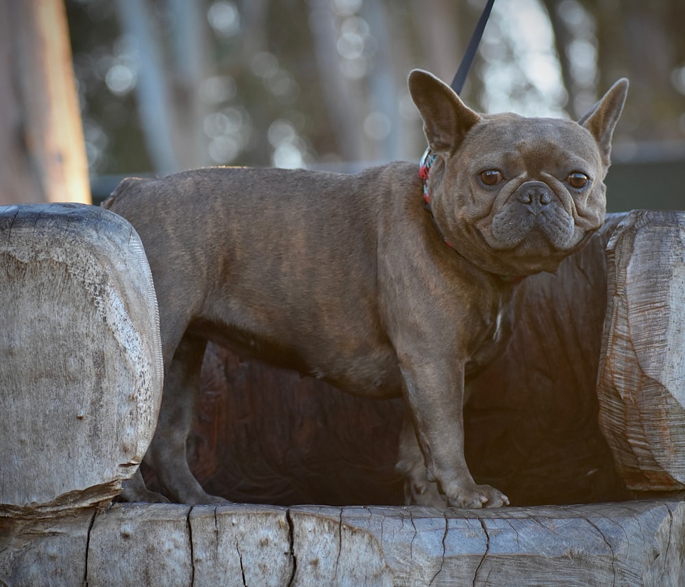 a brown dog standing on top of a wooden log