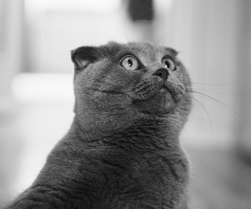 um gato cinzento olhando para o céu