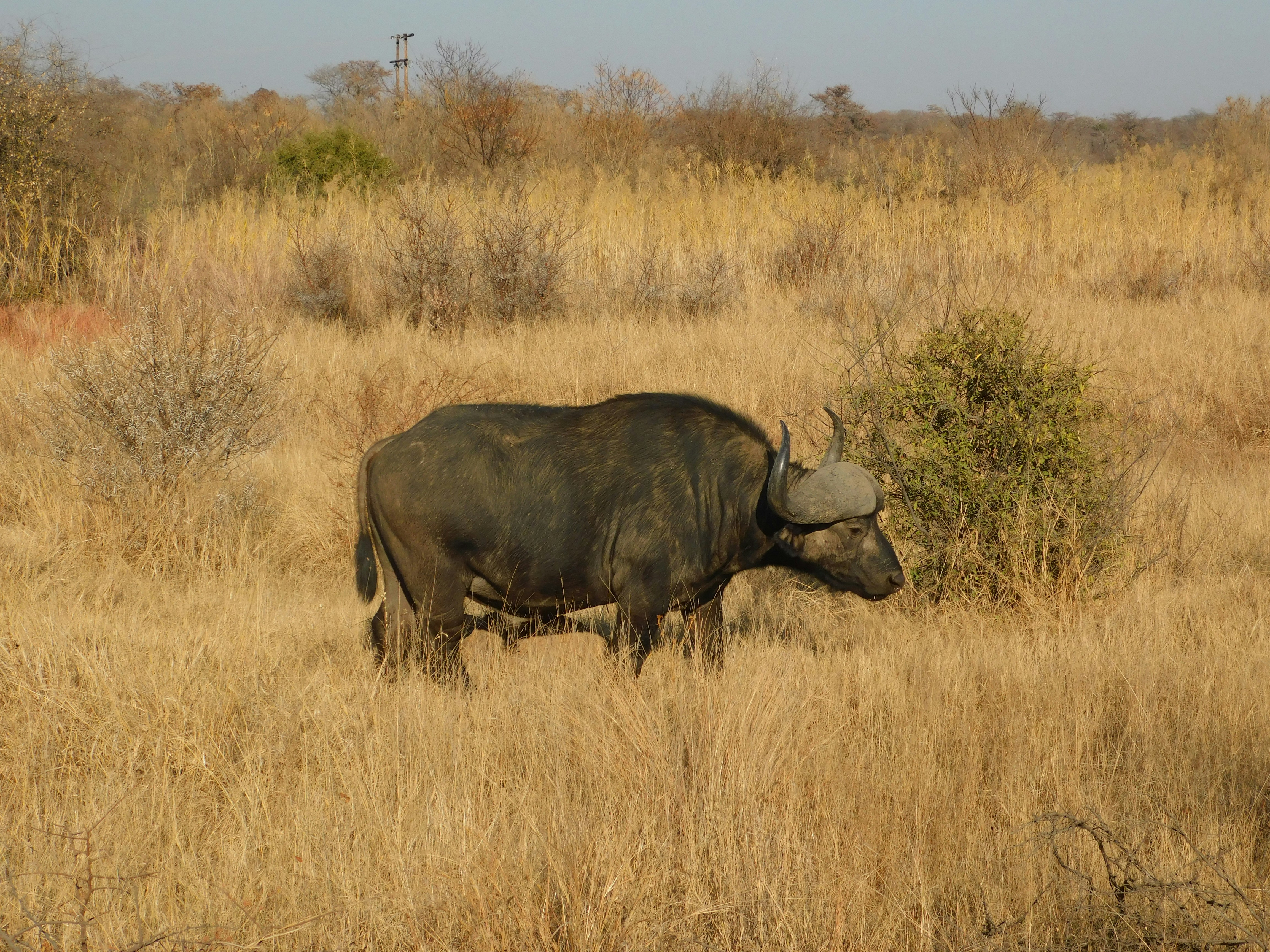 Photo by armandkamffer