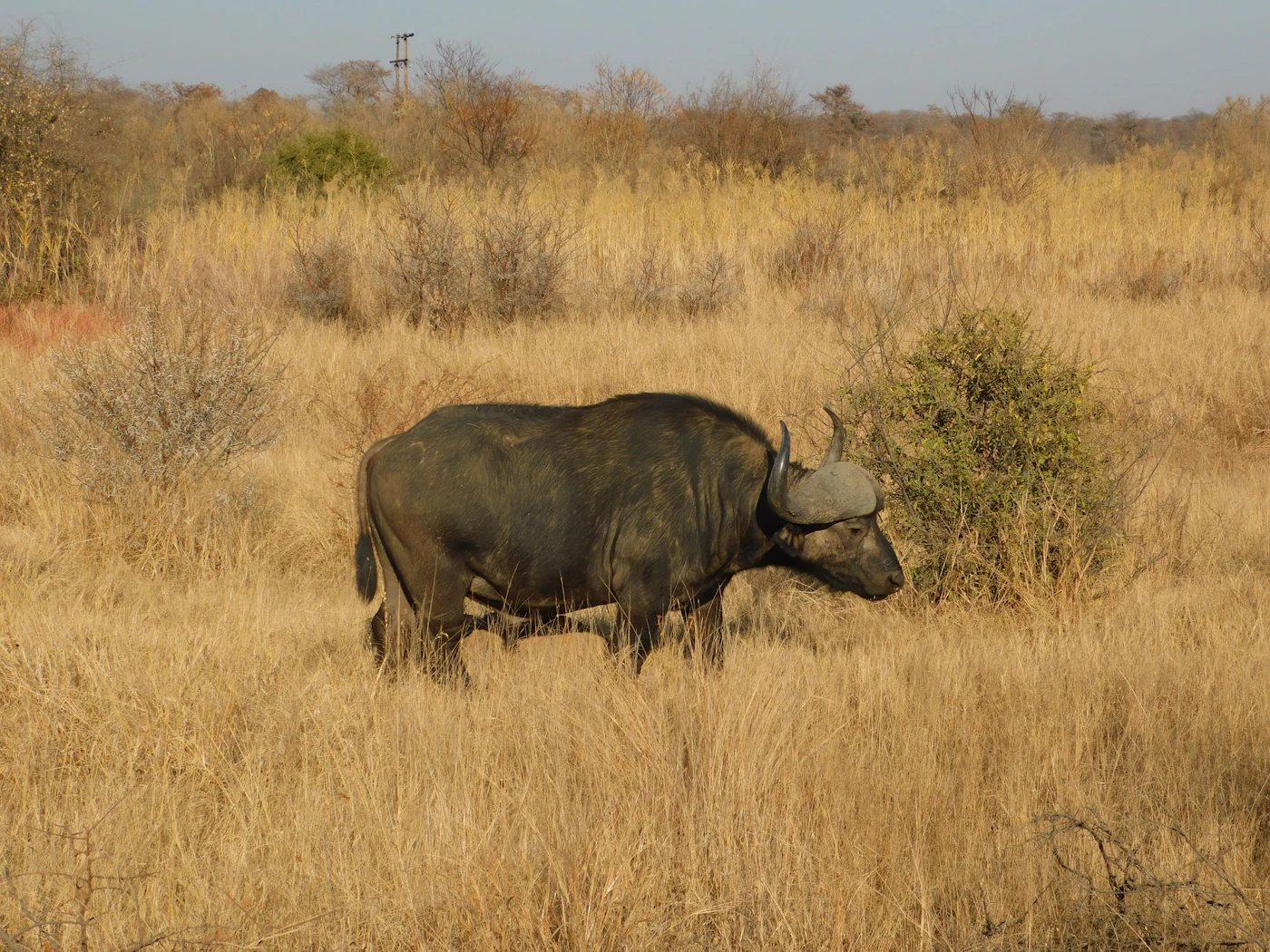 A buffalo bull standing in dry grass, the herds that move through Tsavo's basin