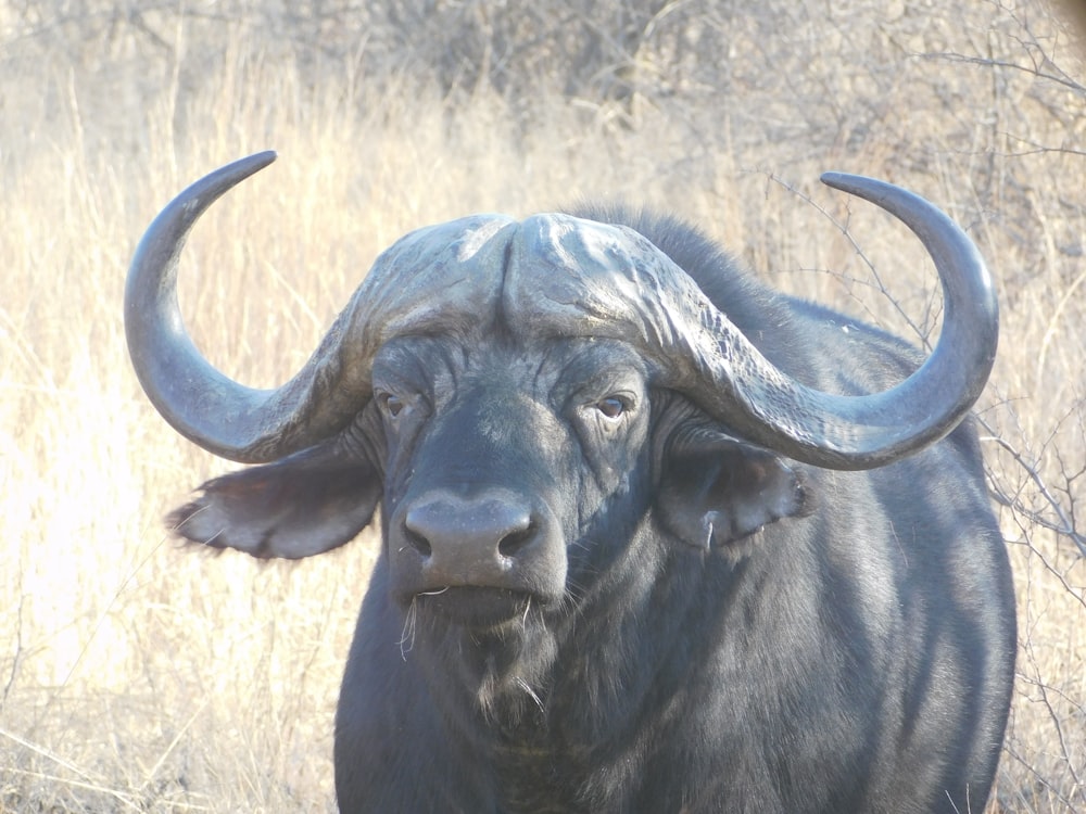 Ein Stier mit großen Hörnern steht auf einem Feld