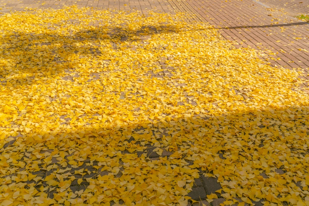 a fire hydrant sitting on the side of a road covered in yellow leaves