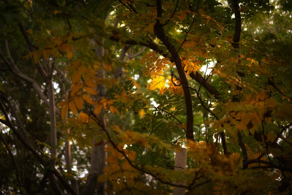 a tree with yellow leaves in a forest